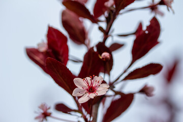 Wall Mural - Abstract macro view of a single white flower blossom on a purple leaf sand cherry (prunus cistena) bush, surrounded with defocused red leaves