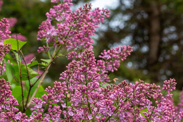 Wall Mural - Abstract texture background of newly opening purple buds on a Persian lilac (syringa persica) bush