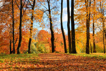 Wall Mural - Autumn park landscape . Golden autumn in the city park. Photos on the calendar. Season. September, October, November