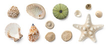 Beach Finds: Small Seashells, Fossil Coral And Sand Dollars, Puka Shells, A Sea Urchin And A White Starfish / Sea Star, Ocean, Summer And Vacation Design Elements Isolated Over Transparent Background