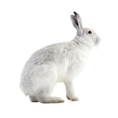 Wall Mural - Side view of animal arctic hare standing on a transparent background, Generative ai