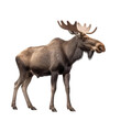 Side view of animal moose standing on a transparent background, Generative ai