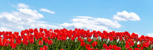 Beautiful Fresh Red Tulips Against Blue Sky With Clouds. Nature Park, Spring And Summer, Beauty And Care. Banner