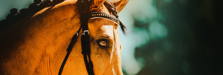 Portrait of a bay horse close-up on a sunny summer day. The eyes of a horse. Equestrian sports.