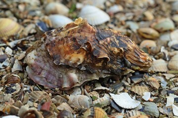 Wall Mural - Pazifische Auster (Magallana gigas) im Nationalpark Wattenmeer