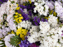 Limonium Flowers With Various Kind And Colors, Also Known As Sea-lavender, Statice, Caspia Or Marsh-rosemary.