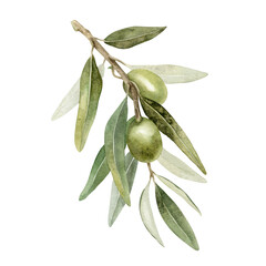 olive branch with leaves and fruits. watercolor illustrations isolated on white background. for pack