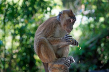 Macaque Monkey In Oslob On Cebu Island