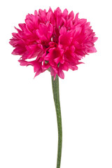 Wall Mural - cornflower isolated