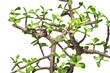 © fergomez - árbol de la abundancia