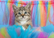 Adorable Tabby Kitten Directly At Viewer, Peeking Over Colorful Tulle In Gay Pride Rainbow Colors Of Green, Blue, Orange, Yellow, Red And Purple. Blue Background With Tulle Curtain.