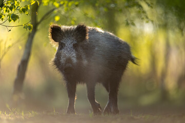 Wall Mural - wild boar ( sus scrofa ) close up