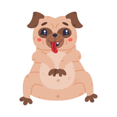 Wall Mural - Funny Pug Dog Character with Wrinkly Face Sitting Showing Tongue Vector Illustration