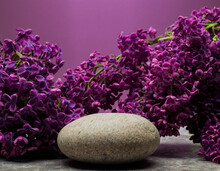 Gray Zen Stone And Purple Lilac Branch With Flowers For Product Stand Background Podium On Lilac Background