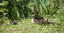 Mallard And Ducklings In The Grass, Luscious Green Scenery 