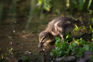 Wall Mural - Baby duck in a pond, drinking water, profile view