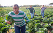 © JackF - Man stealing savoy cabbage on vegetables farm field, farmers trying to catch up him