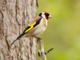 Beautiful and colourful goldfinch small bird in the woodland with natural green background 