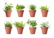 © New Africa - Collage with different herbs growing in clay pots isolated on white. Thyme, oregano, lemon balm, basil and rosemary