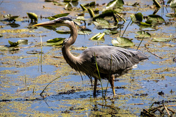 Wall Mural - blue heron