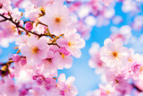 Fototapeta Kwiaty - Beautiful sakura flower in spring blue sky