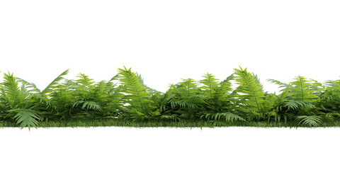 Wall Mural - Fern isolated on transparent background.3d rendering PNG Set