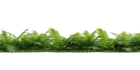 Poster - Fern isolated on transparent background.3d rendering PNG Set