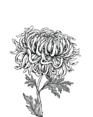 Wall Mural - hand drawn flower chrysanthemum illustration 