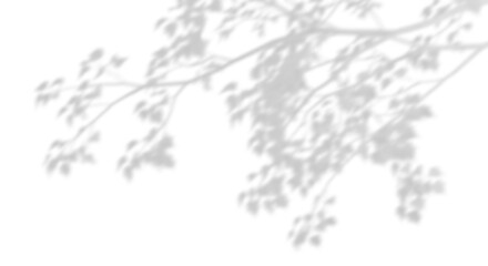 realistic tree branches shadow blur isolate on transparent backgrounds 3d render