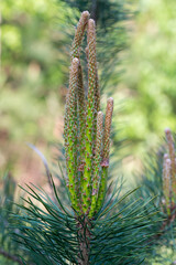 Wall Mural - young pine shoots closeup selective focus