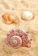 Seashells on sand, beach.