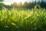 Fototapeta  - green wheat field