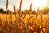 Fototapeta  - Field of wheat in the sun