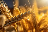Fototapeta  - Wheat in the sun