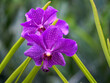 Vaschostylis orchid in Singapore Botanic Gardens