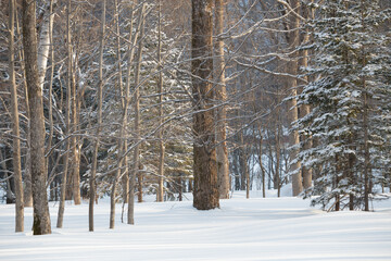 Wall Mural - morning sunlight on trees in winter forest