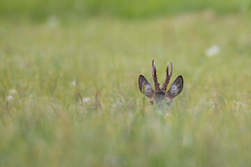 Canvas Print - Roebuck - buck (Capreolus capreolus) Roe deer - goat