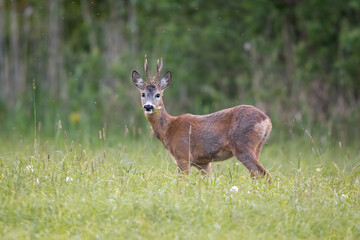 Poster - Roebuck - buck (Capreolus capreolus) Roe deer - goat