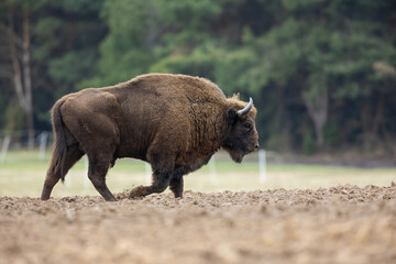 Wall Mural - European Bison - Bison bonasus in the Knyszyn Forest (Poland)