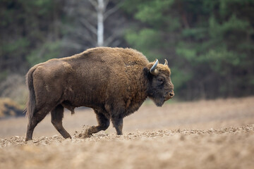 Wall Mural - European Bison - Bison bonasus in the Knyszyn Forest (Poland)