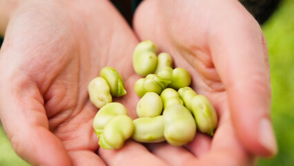 Farmer hands holding broad bean