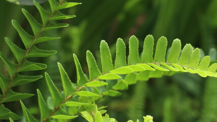 True ferns are included in the division of Pteridophyta ferns also called Filicinae which are classified as ferns with perfect leaves. In general, this species lives mainly in the tropics