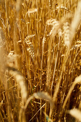 Close up wheat harvest, wheat field  background in the sun day, summer, agriculture..