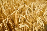 Fototapeta  - Close up wheat harvest, wheat field  background in the sun day, summer, agriculture..