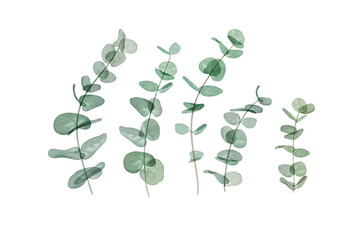 Eucalyptus branches watercolor set isolated on white. Silver dollar eucalyptus botanical illustration. Translucent tropical leaves. Transparent foliage Eucalyptus cinerea plant