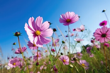 beautiful pink cosmos flowers against the blue sky outdoors in nature close-up.