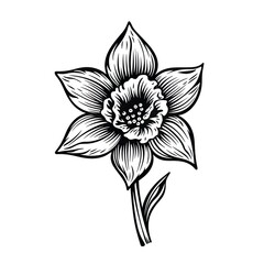 Wall Mural - Amazing and attractive image of daffodil AI-Generated