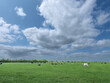 Cows in a meadow in Friesland || Koeien in een wei in Friesland