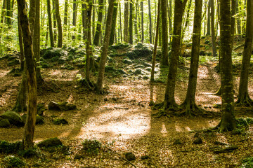 Spring sunrise in La Fageda D En Jorda Forest, La Garrotxa, Spai