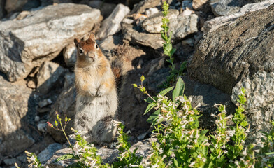 Wall Mural - Curious Squirrel Stands Patiently In Rocky Field